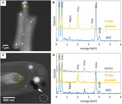 Amorphous Calcium Carbonate Granules Form Within an Intracellular Compartment in Calcifying Cyanobacteria